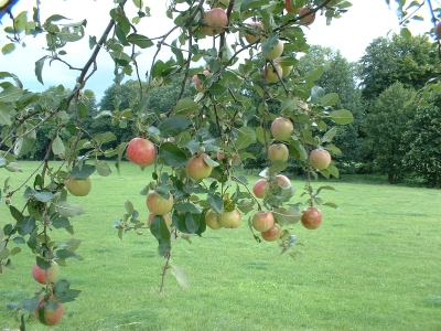 Hab geschlafen unterm Apfelbaum... (Gerulf Pannach und Renft)