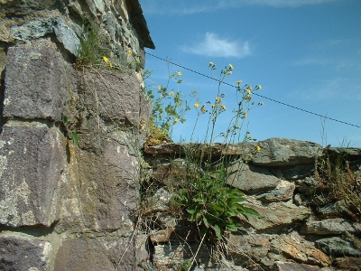 Altzella, Klostermauer