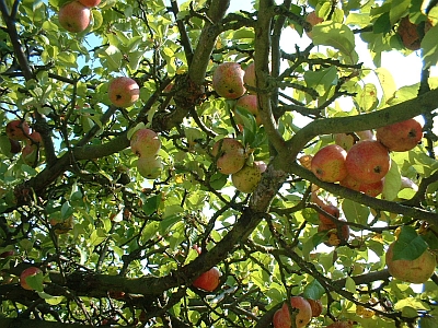 Apfelbaum in Lampersdorf