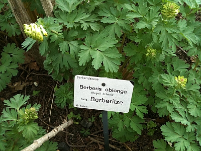 Berberis oblonga, Berberitze, im Botanischen Garten