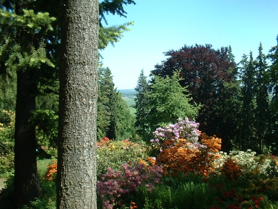 Rhododendren und Nadelb&auml;ume - Helldunkel auf dem Hutberg Kamenz