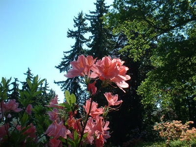 Azalee auf dem Hutberg Kamenz
