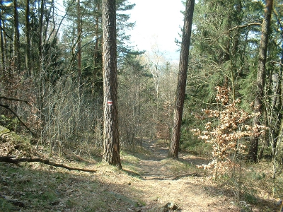 steiler Abstieg nach Gr&auml;fenhain vom Keulenberg - am Baum das Zeichen des Wanderwegees "Gr&auml;fenhainer Wanderstiefel"